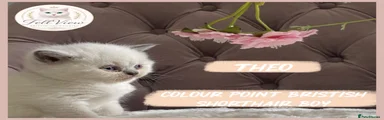 British Shorthair 4