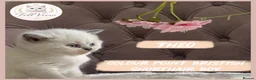 British Shorthair cats for sale: GCCF Pedigree British shorthair kittens  - Advert 24