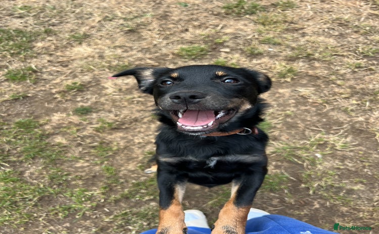 Mixed Breed dogs - Advert 1