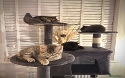 Domestic Shorthair cats for sale: Beautiful 9 Week Old Kittens  - Image 15