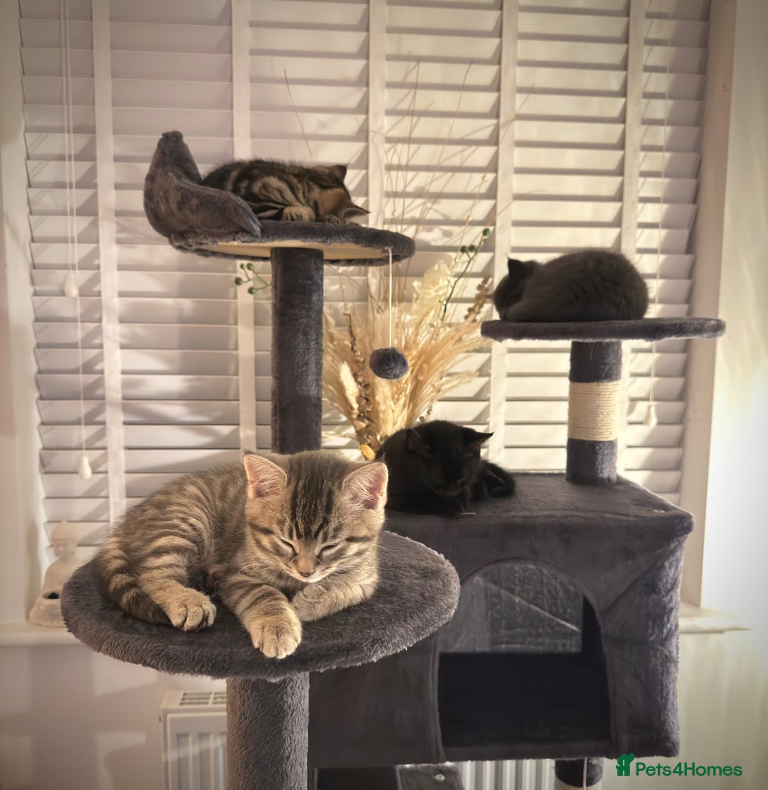 Domestic Shorthair cats for sale: Beautiful 9 Week Old Kittens  - Image 15