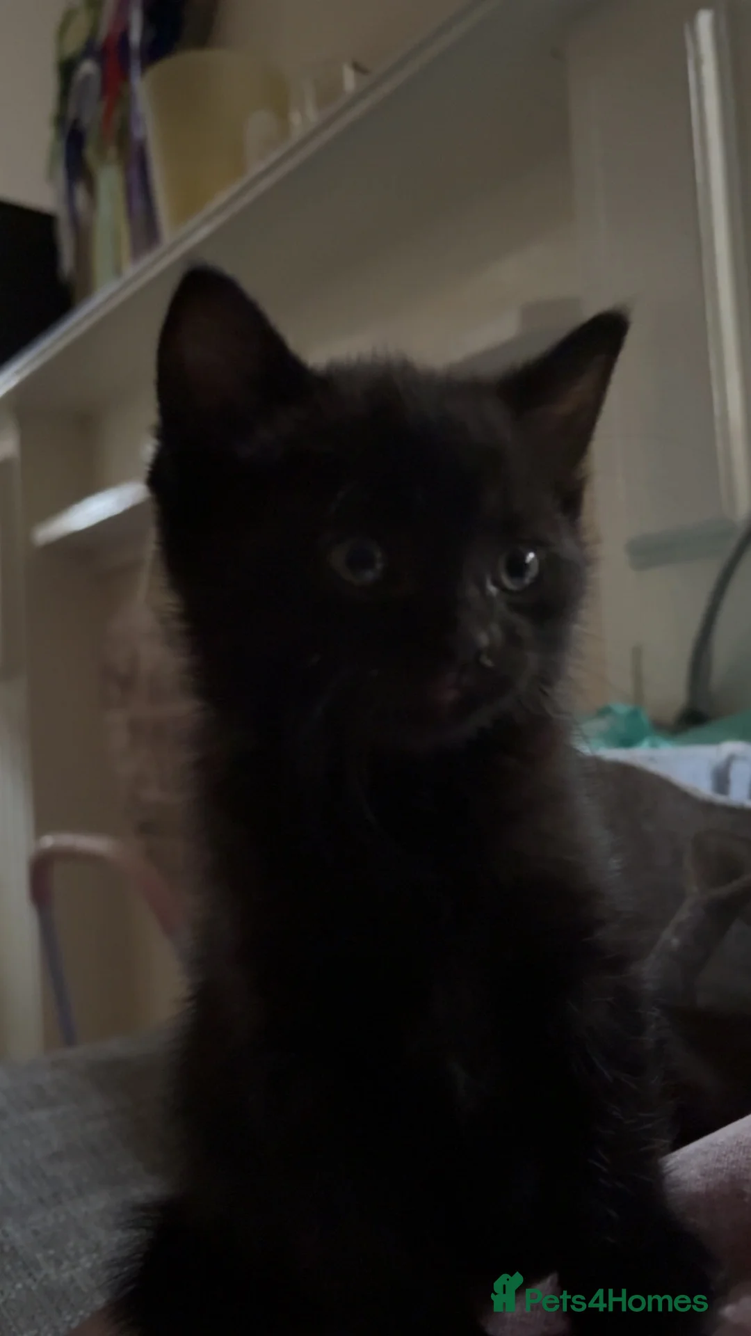 Mixed Breed cats for sale: 3 female kittens  in Coalville - Advert 4