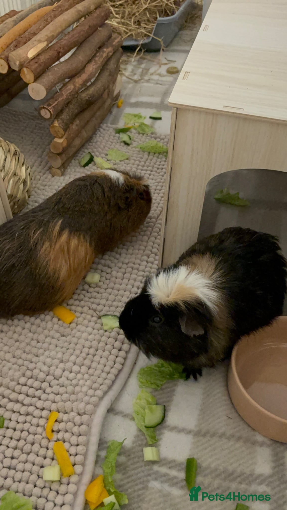 Guinea Pig rodents 2 Male Guinea Pigs for sale - Advert 3