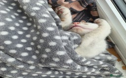 American Shorthair cats for sale: 2 boys for sale  - Image 2