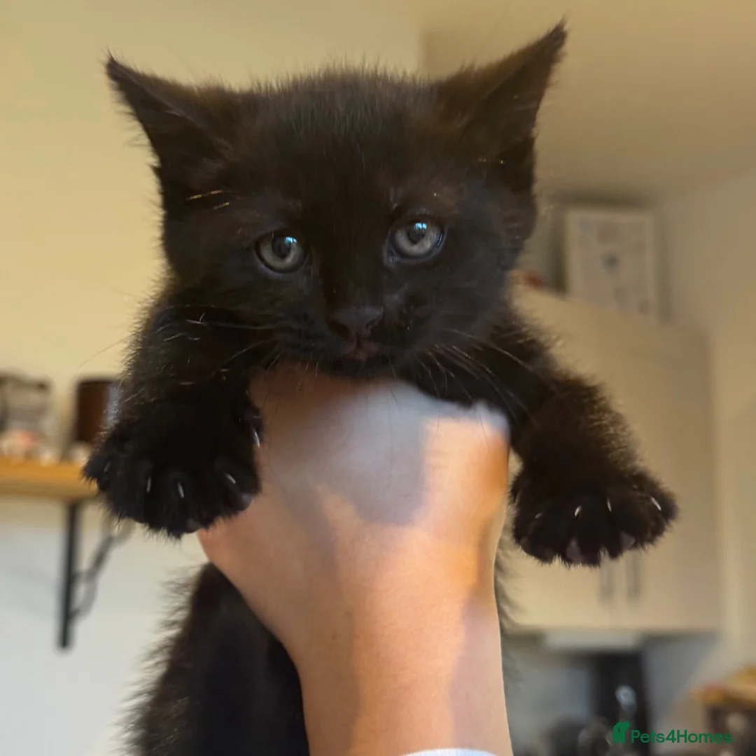 Mixed Breed cats for sale: British short hair, cross boy - Advert 1