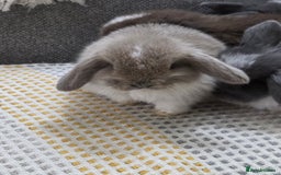 Mini Lop rabbits for sale: Minilops - Image 3