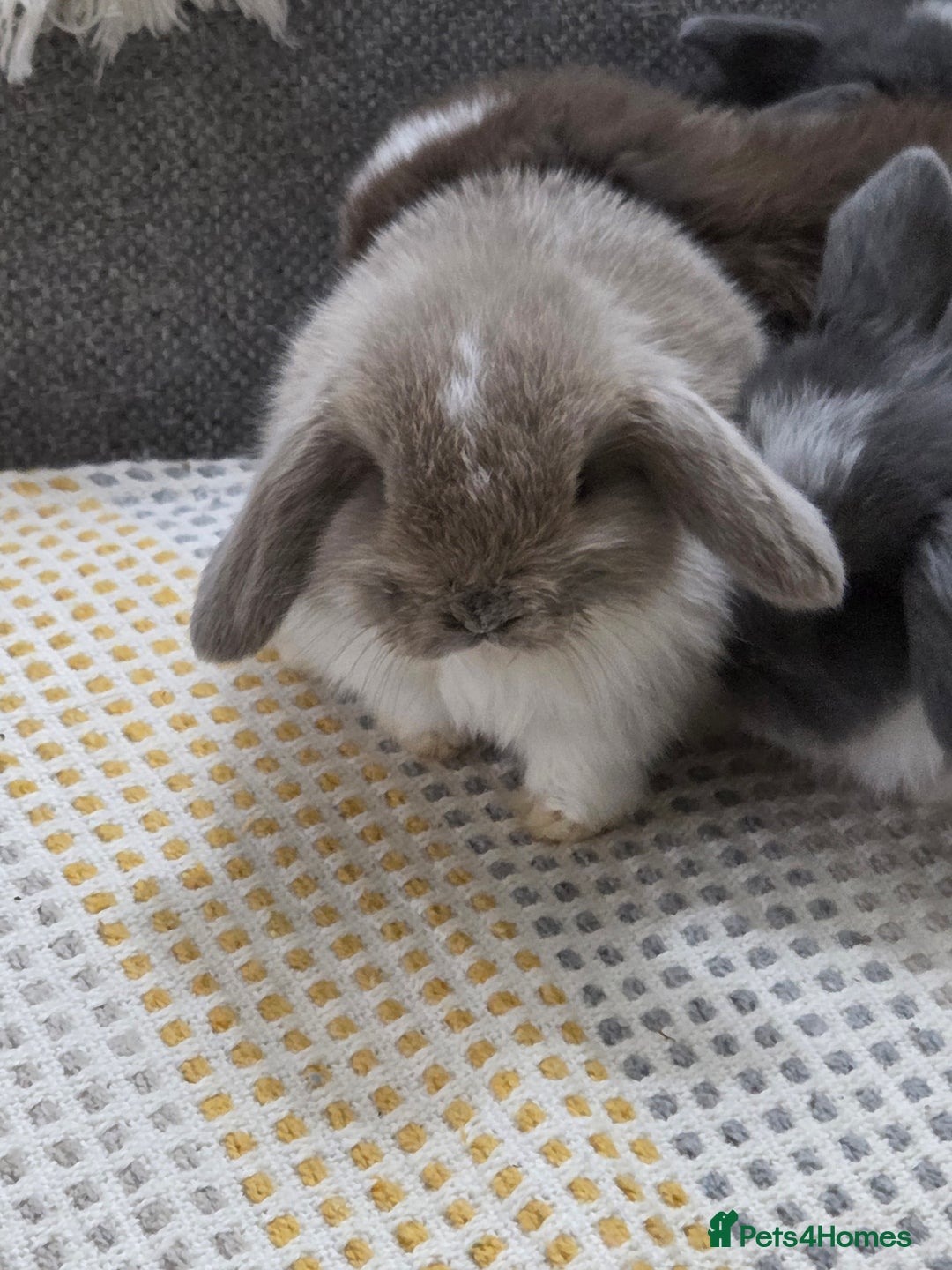 Mini Lop rabbits for sale: Minilops - Image 3