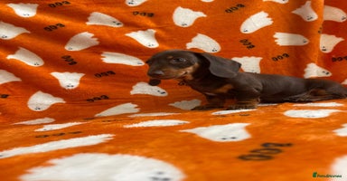 Miniature Dachshund dogs - Advert 3