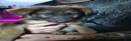 German Shepherd dogs for sale: 2 girls left , beautiful german shepherd pups 🐾  - Advert 4