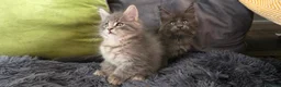 Maine Coon cats for sale: Maine coon kitten  - Advert 14