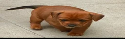 Mixed Breed dogs for sale: 6 mixed puppies looking for a new home. - Advert 5