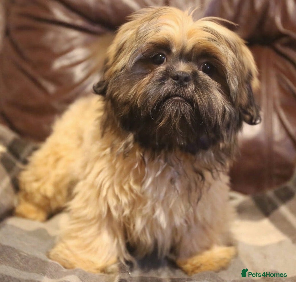Shih Tzu dogs Stunning shih tzu boy  - Advert 1