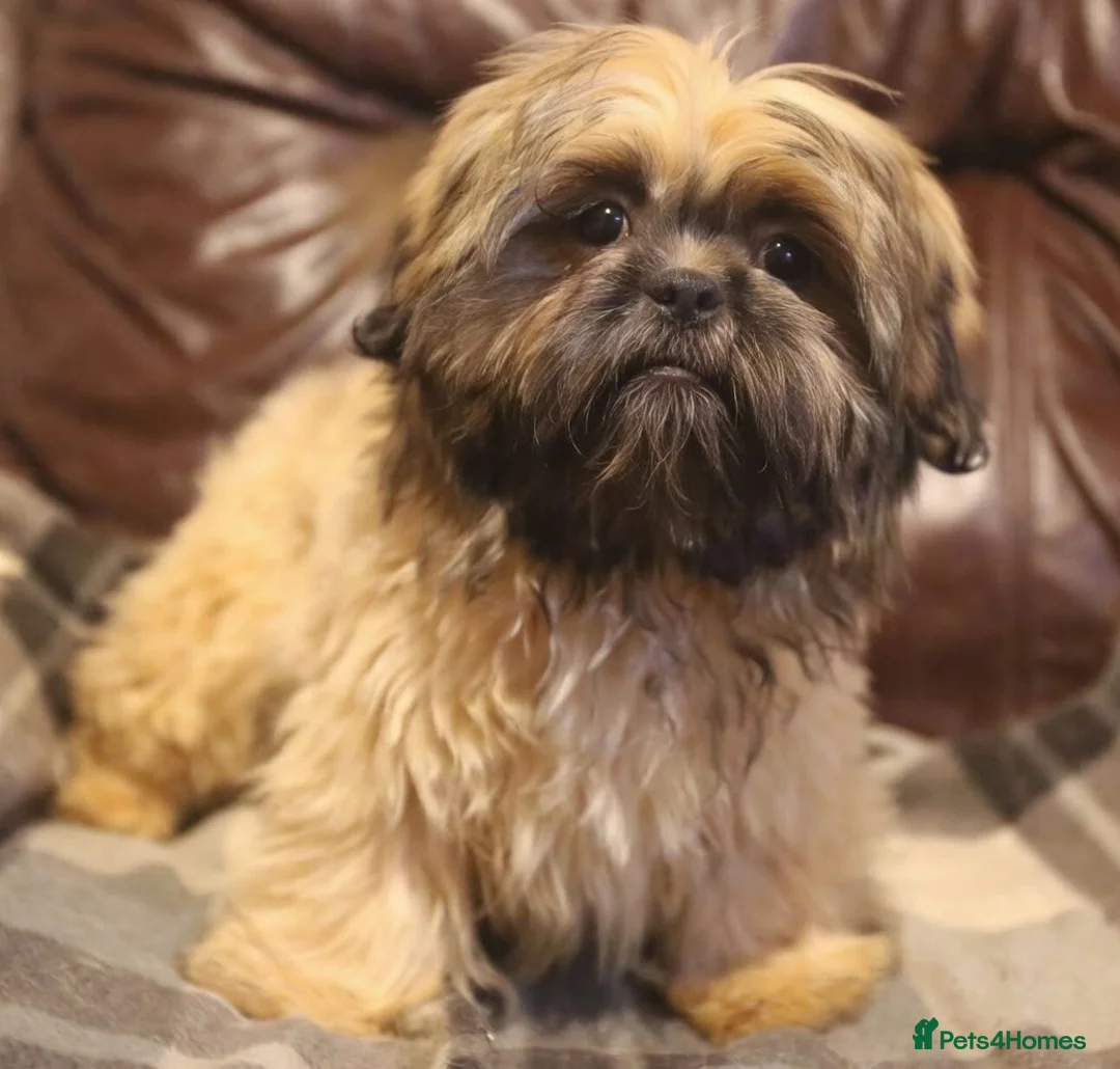 Shih Tzu dogs for sale: Stunning shih tzu boy  - Advert 1