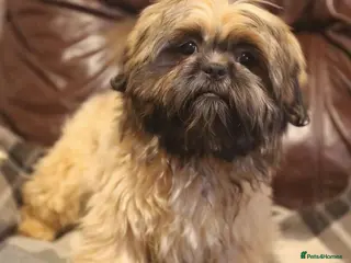 Shih Tzu dogs Stunning shih tzu boy - Advert 1