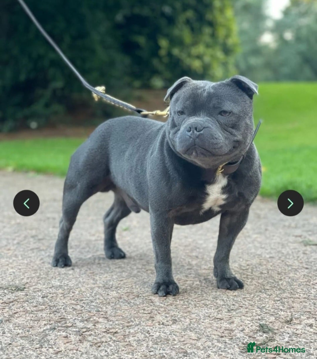 Staffordshire Bull Terrier dogs for sale: 4 Chunky blue pups - Image 19