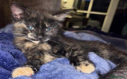 British Shorthair cats for sale: Mixed Russian Blue - British shorthair kittens  - Image 11