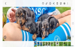 Miniature Dachshund dogs for sale: Stunning KC Health Tested Miniature Dachshunds - Image 23