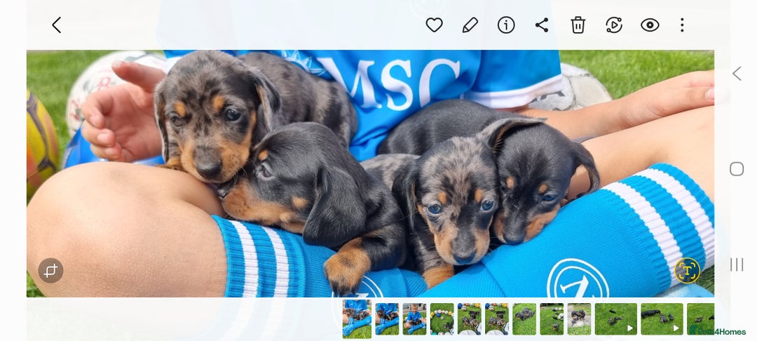 Miniature Dachshund dogs for sale: Stunning KC Health Tested Miniature Dachshunds - Image 23