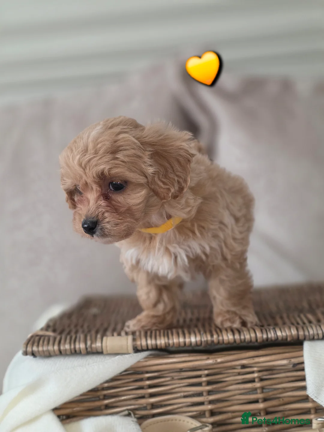 Maltipoo dogs for sale: Five gorgeous multi-poo puppies 3boys 2 girls - Advert 14