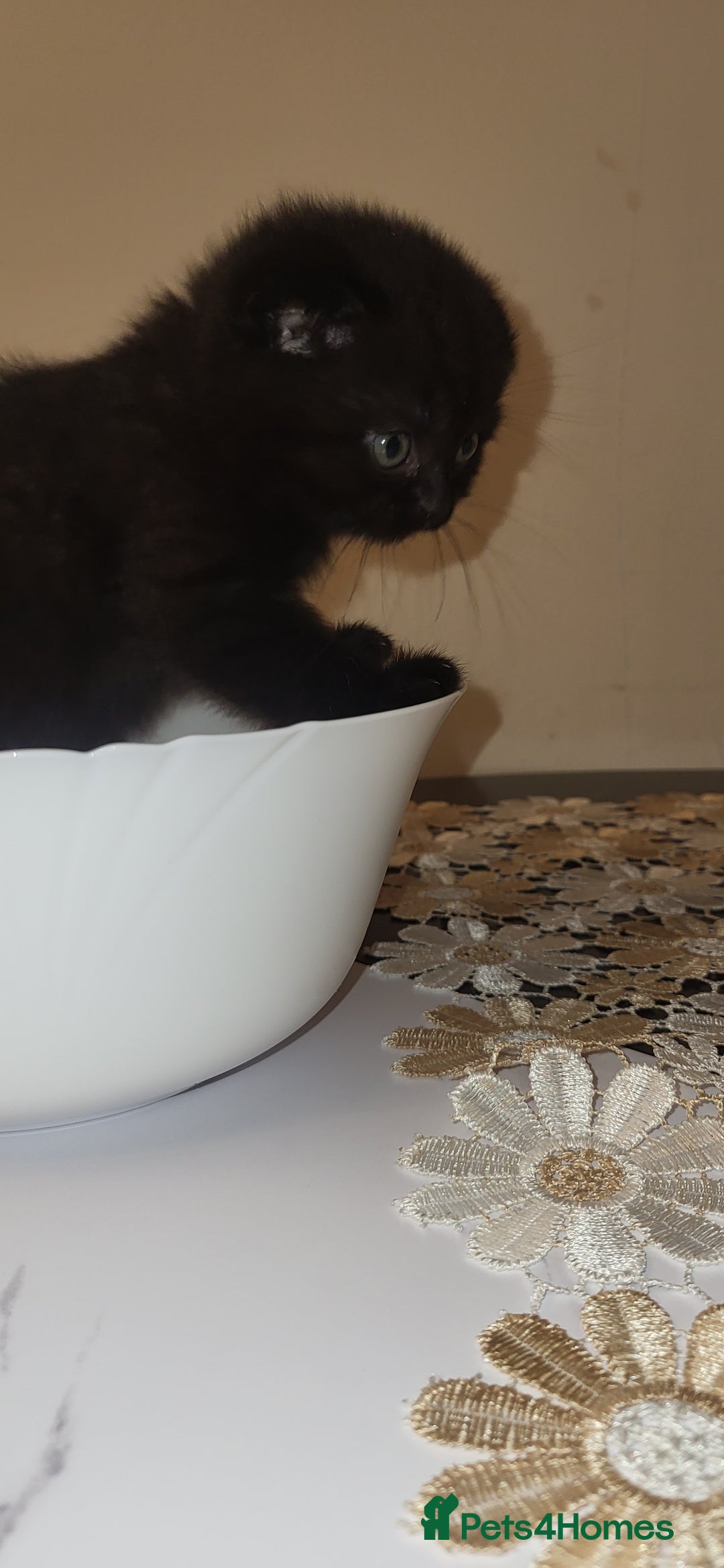 British Shorthair cats for sale: Four amazing boys - Advert 9