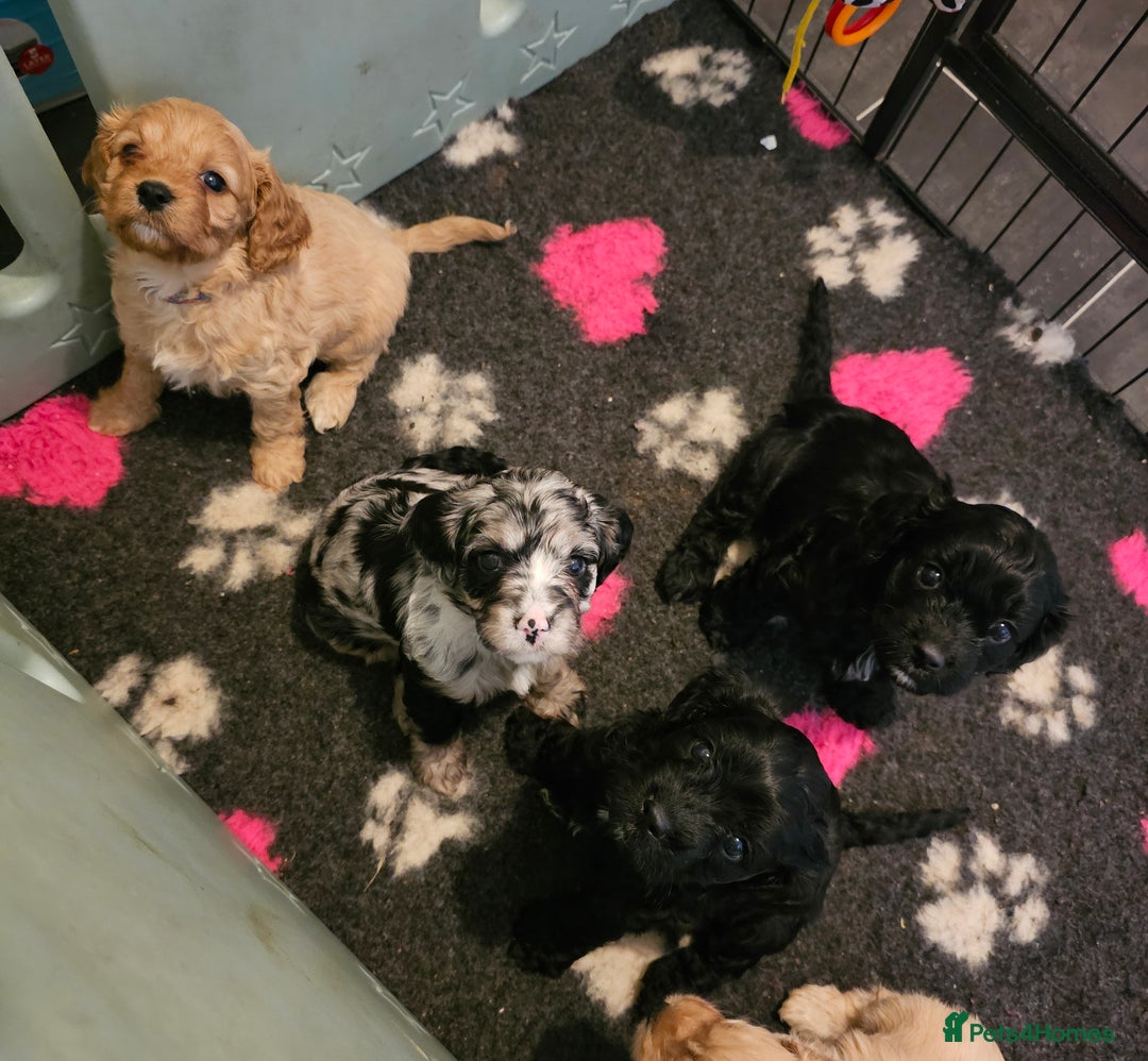 Cavapoo dogs for sale: 🐾 Gorgeous Health Tested F1 Cavapoo Puppies 🐶🐾 - Image 17