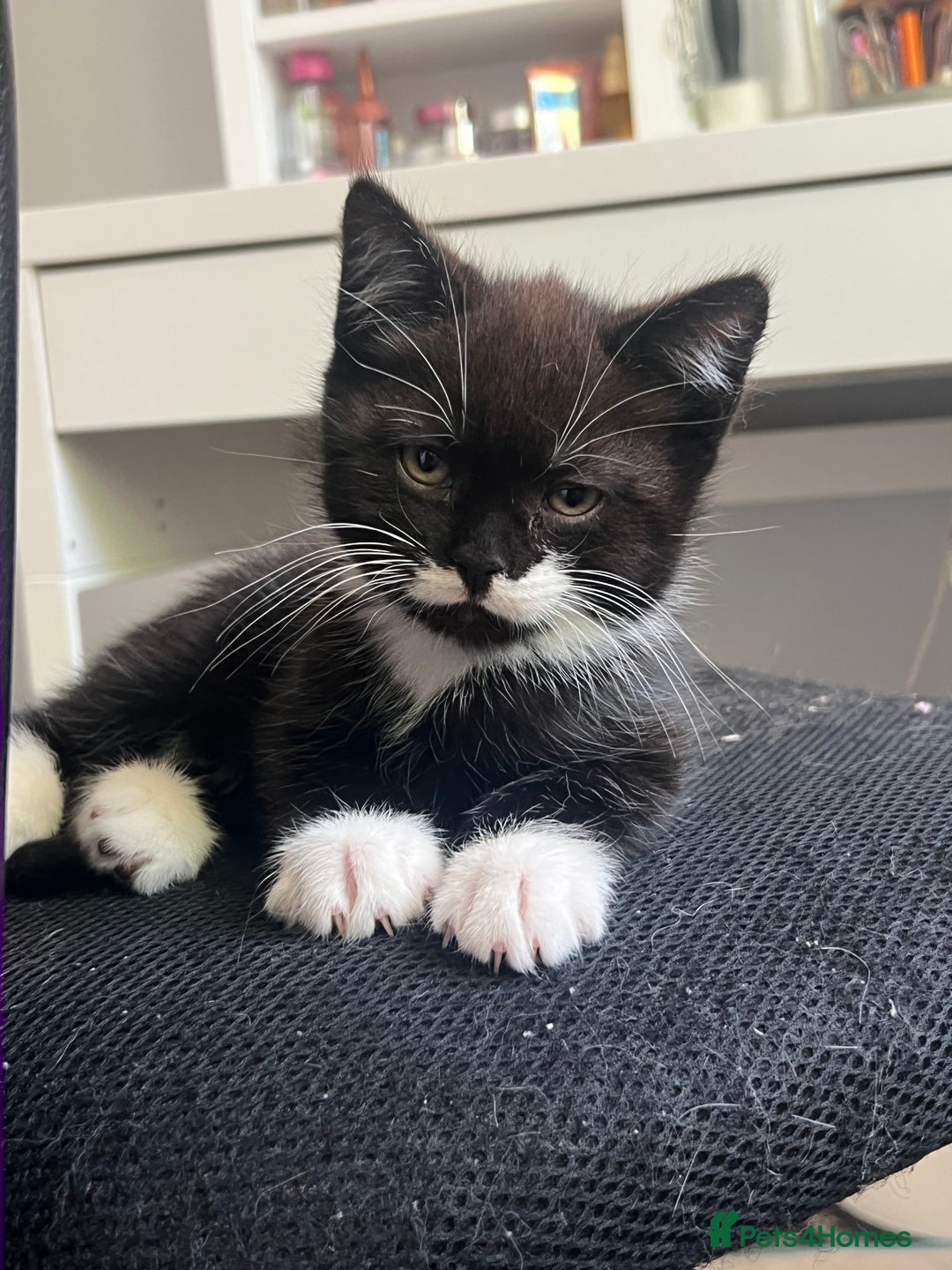 Mixed Breed cats for sale: 3 kittens left  - Image 3