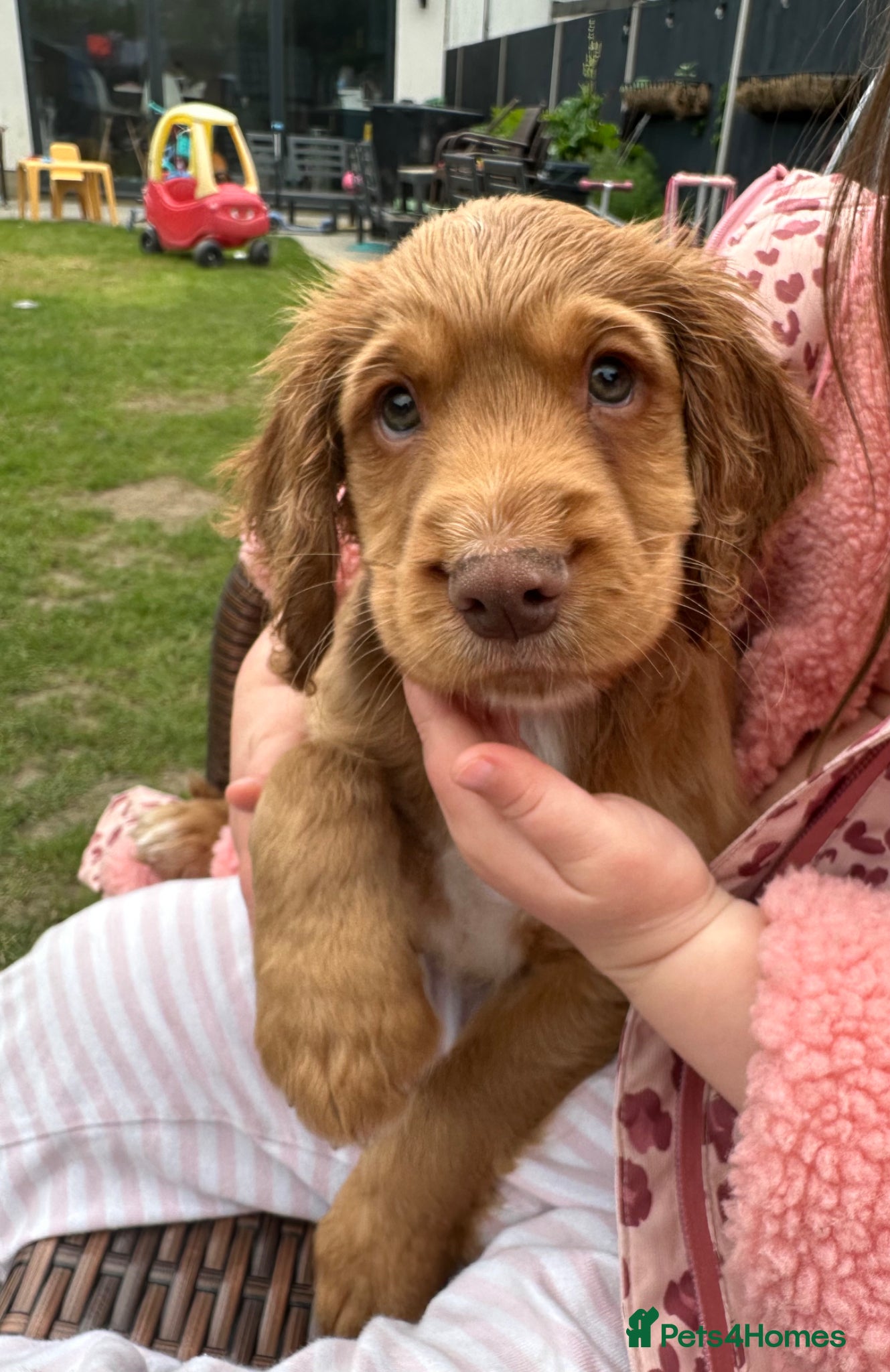 Cocker Spaniel dogs Health tested working cockers - Advert 1