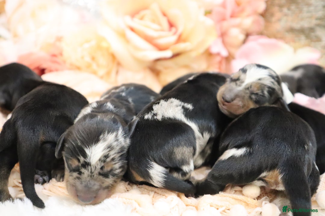 Miniature Dachshund dogs for sale: KC Miniature Dachshund Puppies - Advert 6