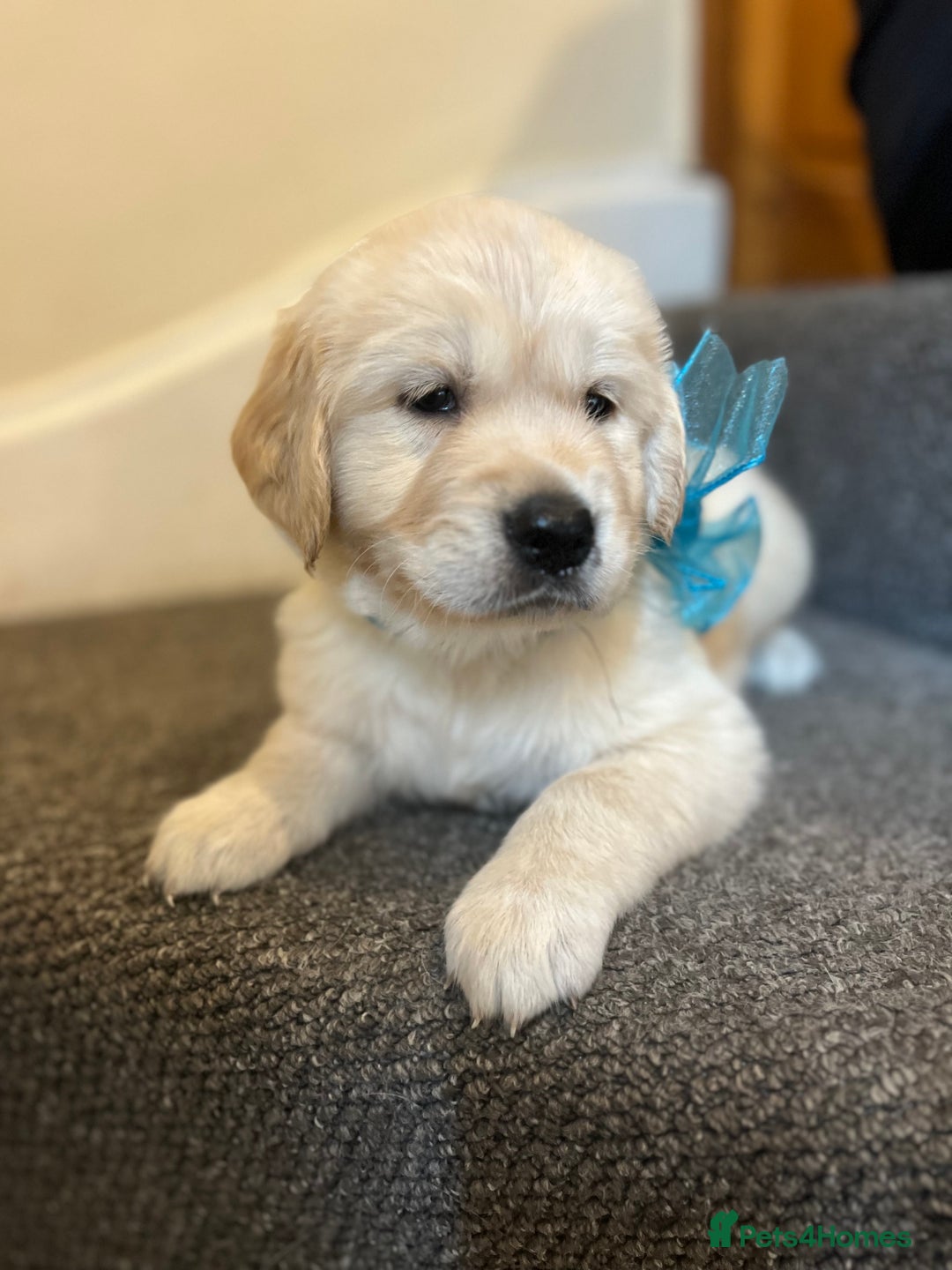 Golden Retriever dogs for sale: 6 Beautiful Golden Retrievers 1 boy Available  - Image 8