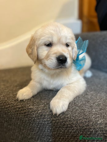 Golden Retriever dogs - Advert 1