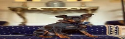 Miniature Pinscher dogs for stud: MINIATURE PINSCHER FOR STUD in Enfield - Advert 5