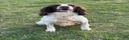 English Springer Spaniel dogs for stud: Zeb springer spaniel for stud - Advert 2