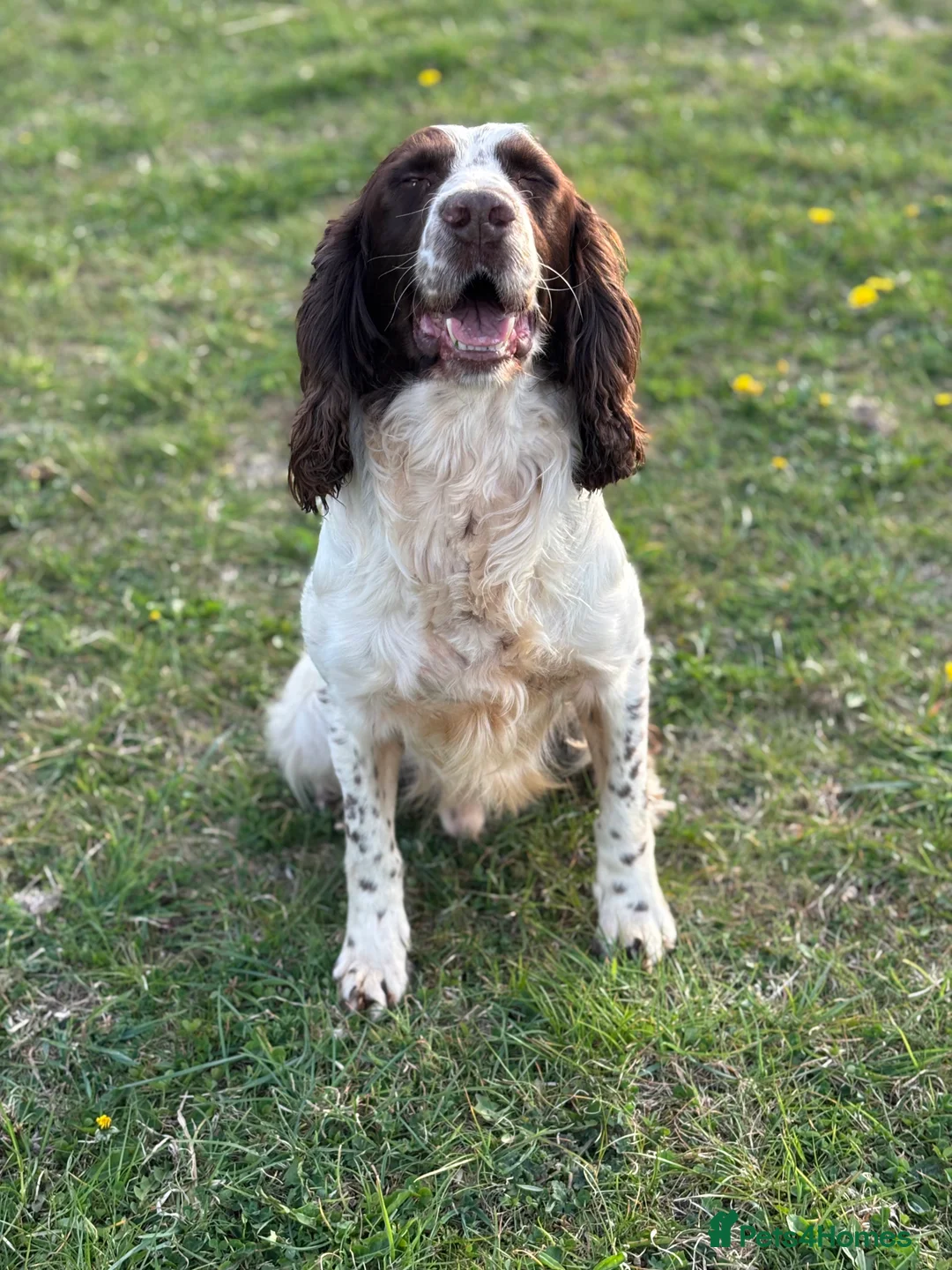English Springer Spaniel dogs for stud: Zeb springer spaniel for stud - Advert 2