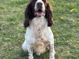 English Springer Spaniel dogs Zeb springer spaniel for stud - Advert 9