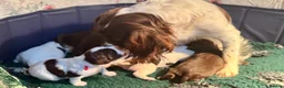 Sprocker dogs for sale: Sprocker Spaniel pups  in Stranraer - Advert 32