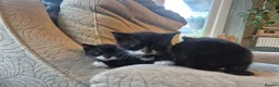 Mixed Breed cats for sale: 5 gorgeous black and white kittens  - Advert 20