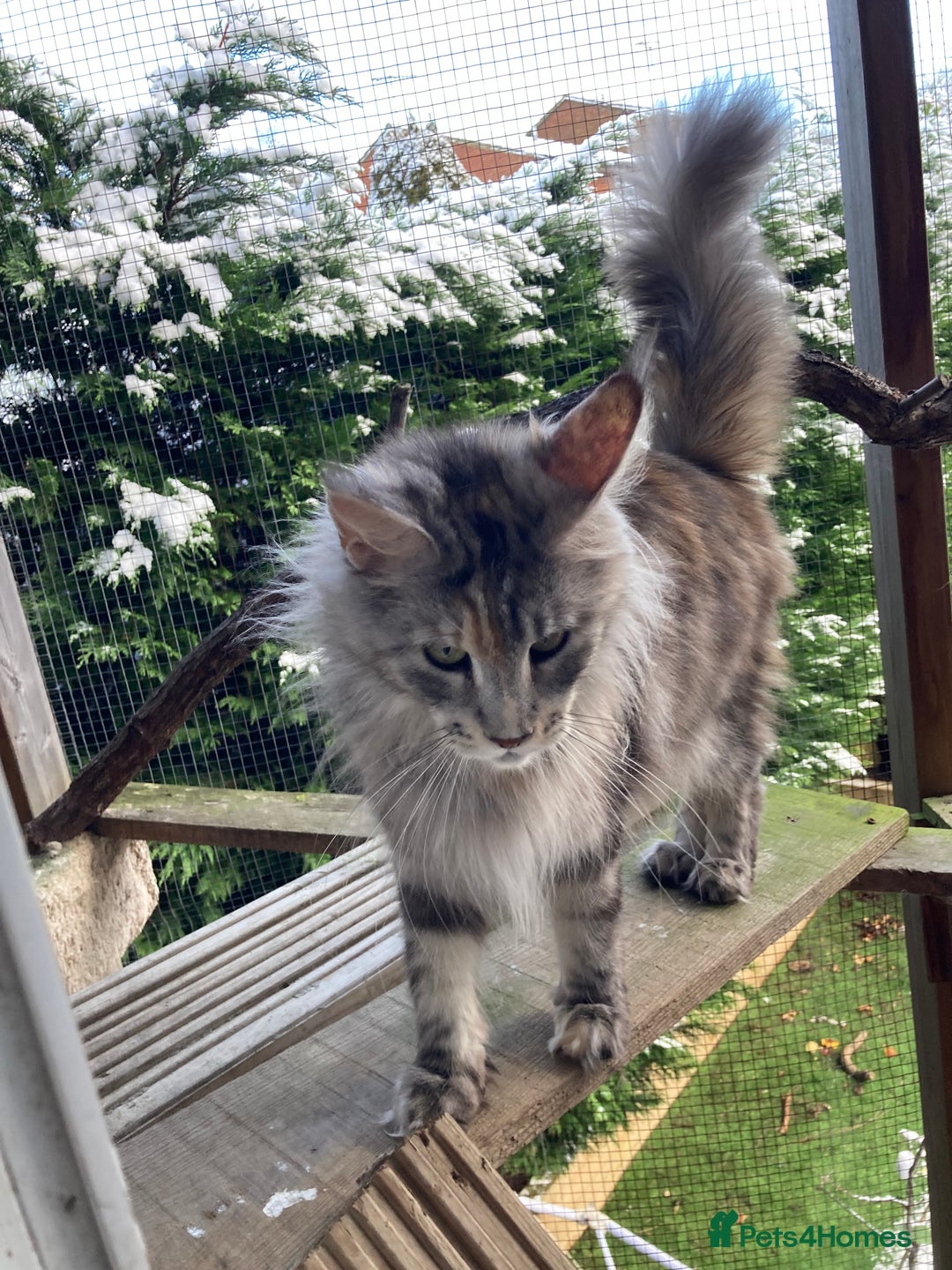 Maine Coon cats for sale: Ready now Beautiful chunky Maine coon kittens - Advert 1
