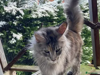 Maine Coon cats Ready now Beautiful chunky Maine coon kittens - Advert 5