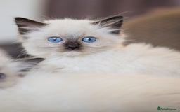Ragdoll cats for sale:  ragdoll last boy left  - Image 2