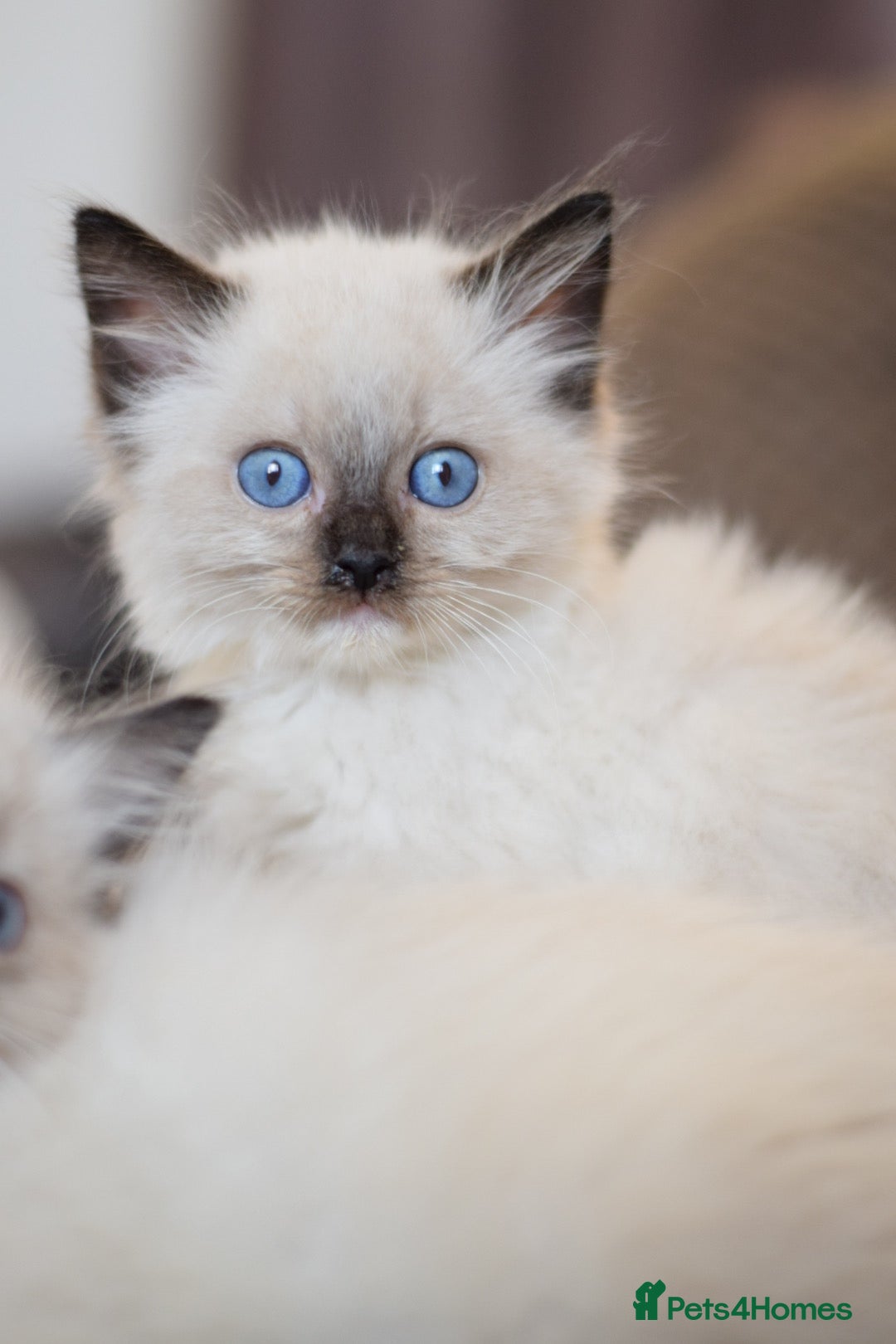 Ragdoll cats for sale:  ragdoll last boy left  - Image 2