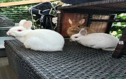 Netherland Dwarf rabbits for sale: Sheena  - Image 2