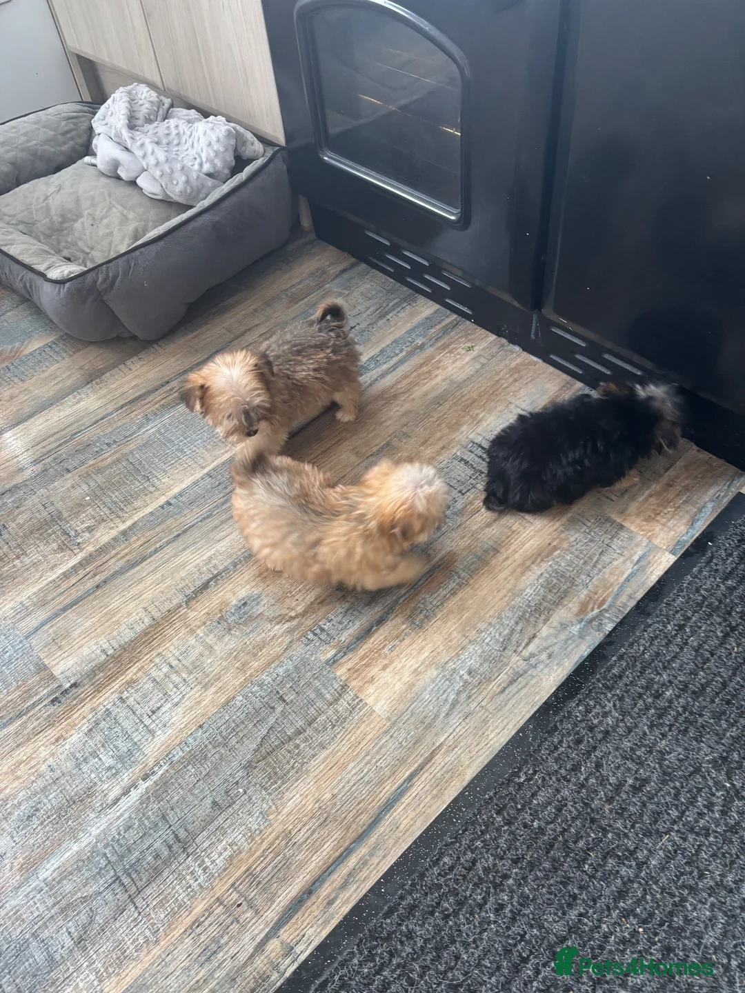 Morkie dogs for sale: Gorgeous Morkie puppies  - Advert 25