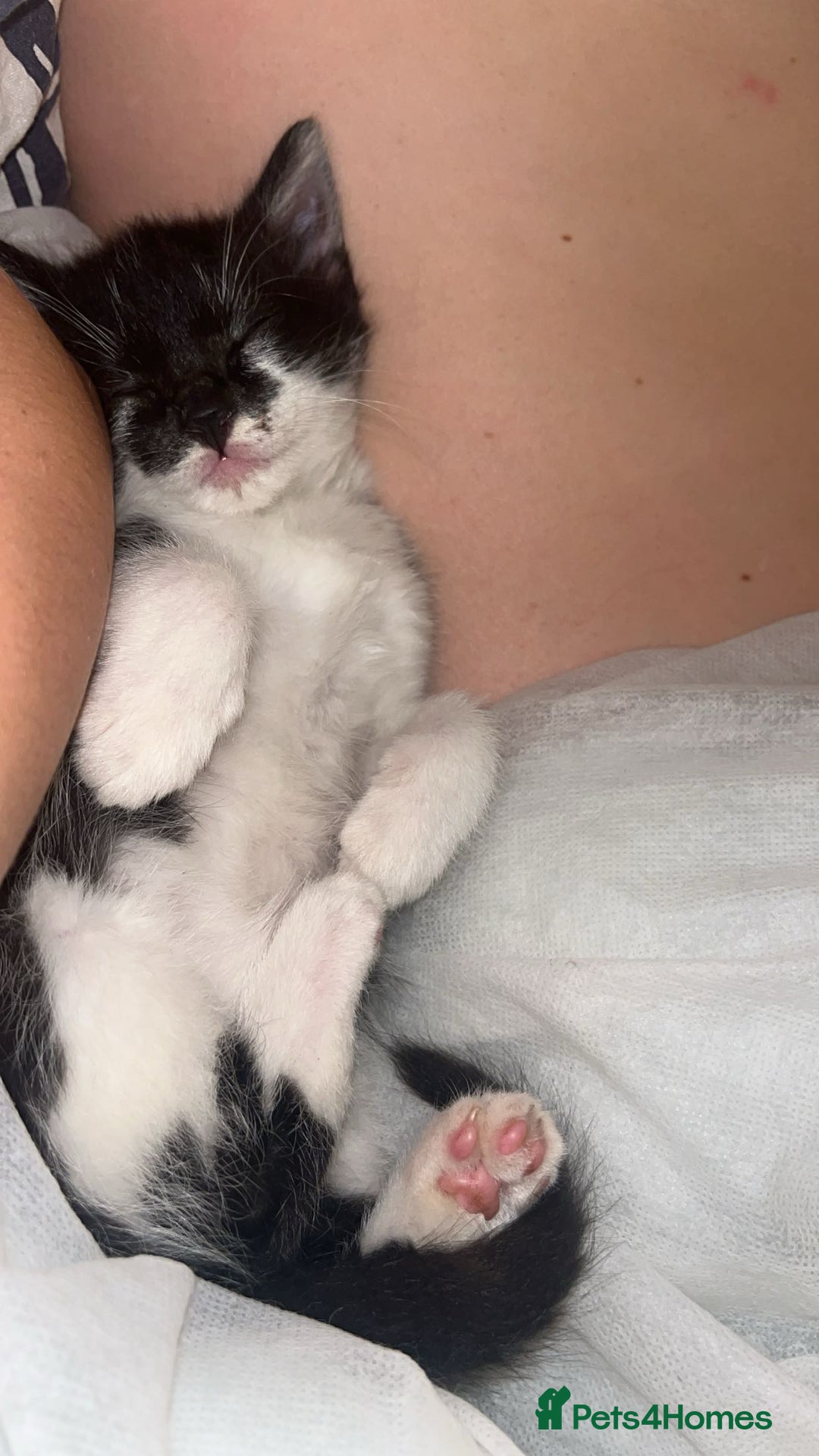 Mixed Breed cats for sale: Beautiful Black&White Kitten - Advert 2