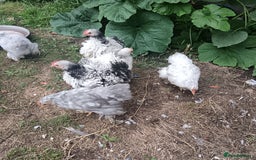 Chickens poultry for sale: £25 each for a fancy chicks - Image 12