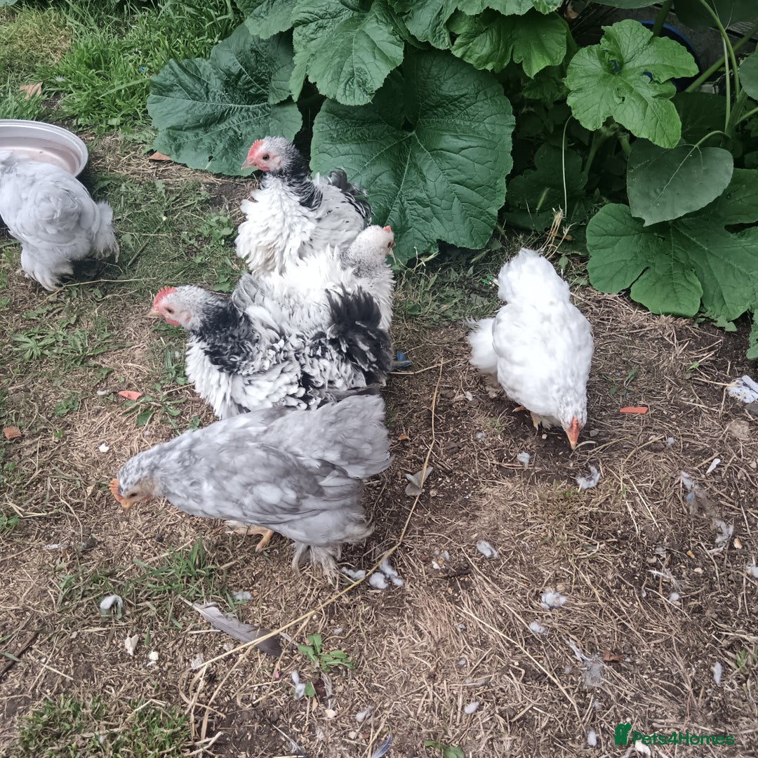 Chickens poultry for sale: £25 each for a fancy chicks - Image 12