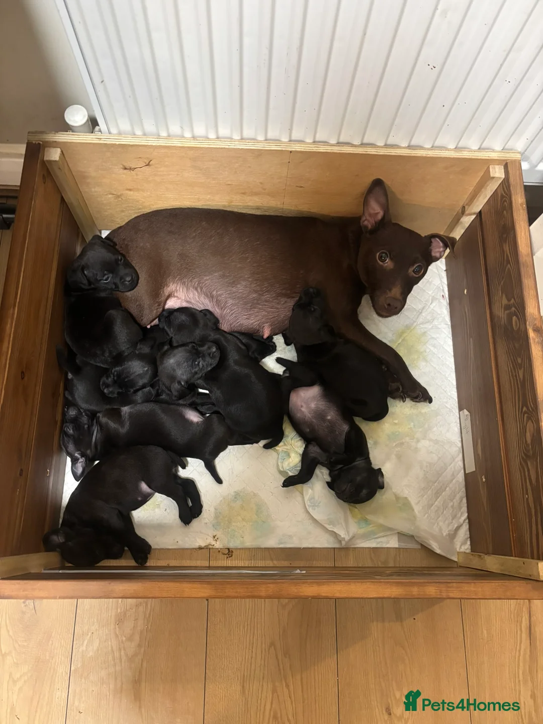 Patterdale Terrier dogs for sale: Patterdale Puppies in Colne - Advert 2