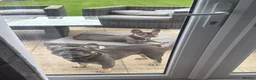 French Bulldog dogs for sale: Playful Lilac and tan French Bulldog  - Advert 8