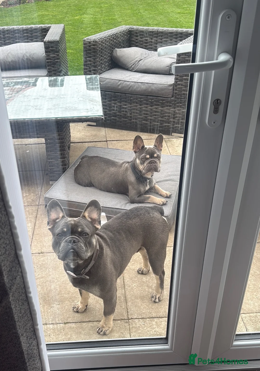 French Bulldog dogs for sale: Playful Lilac and tan French Bulldog  - Advert 8