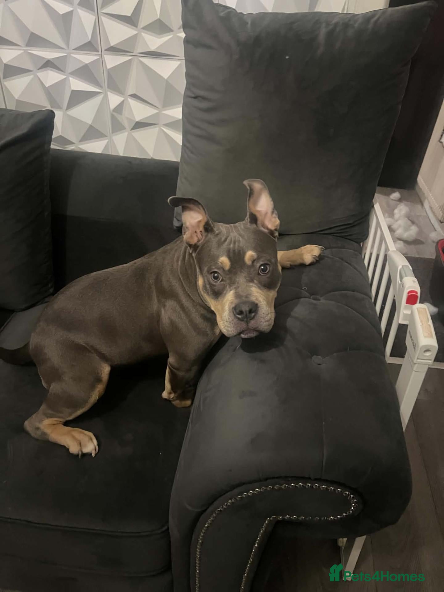 American Bully dogs for sale: Lilac Tri American Pocket Bully.  - Advert 4