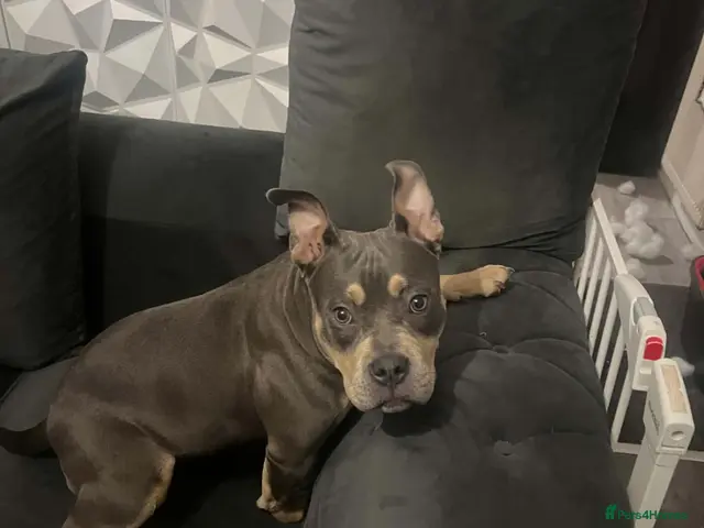 American Bully dogs for sale: Lilac Tri American Pocket Bully. - Advert 4